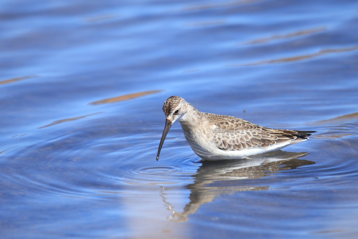 彎嘴濱鷸 - ML642604228