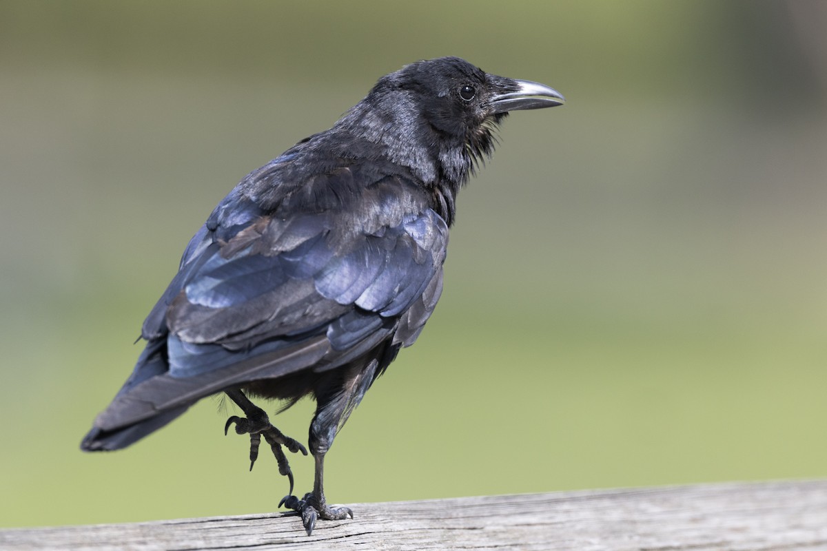Fish Crow - ML642604230