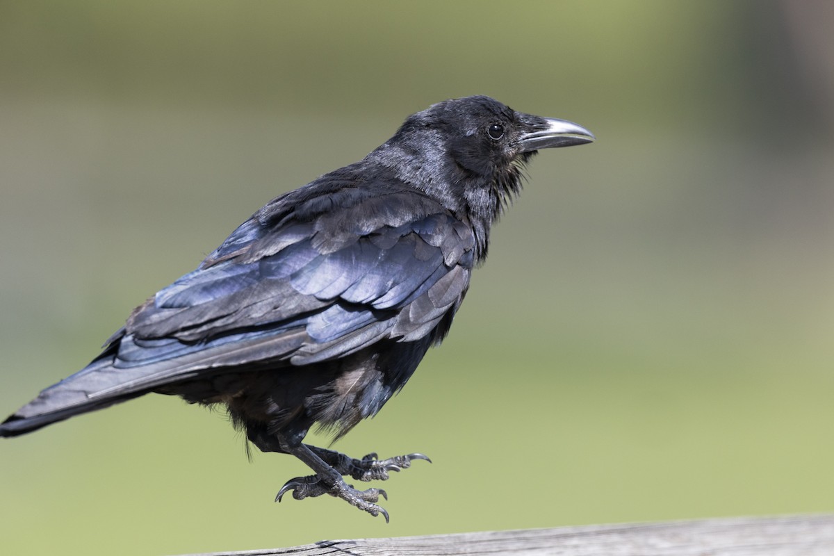 Fish Crow - ML642604231