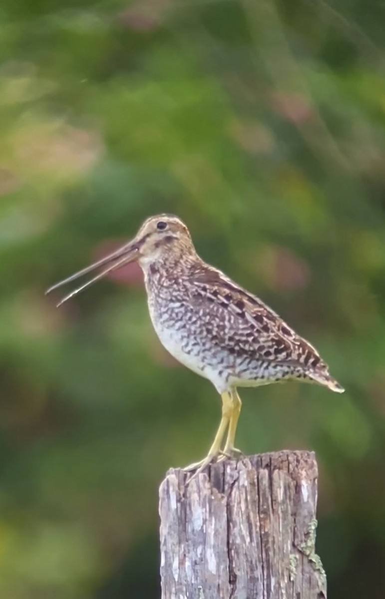 Noble Snipe - ML642604233
