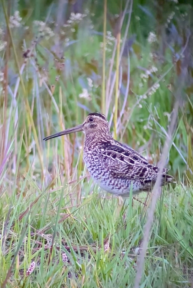 Noble Snipe - ML642604234