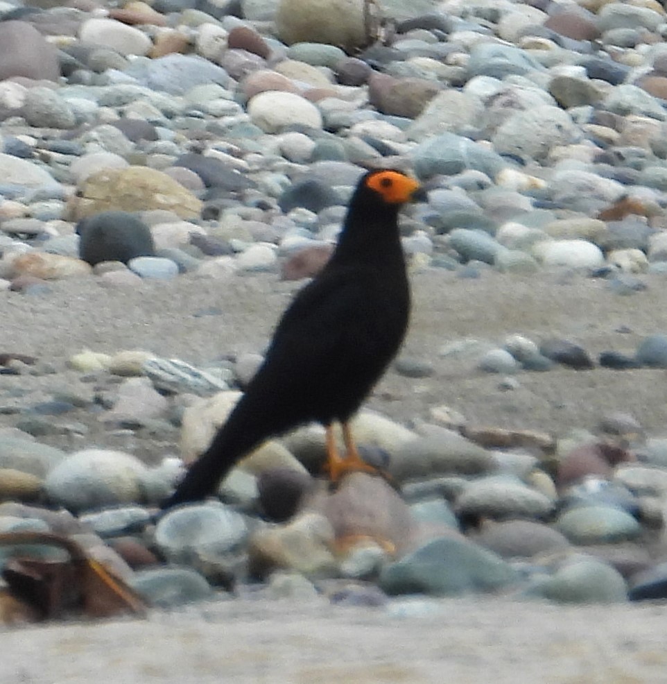 Black Caracara - ML642604241