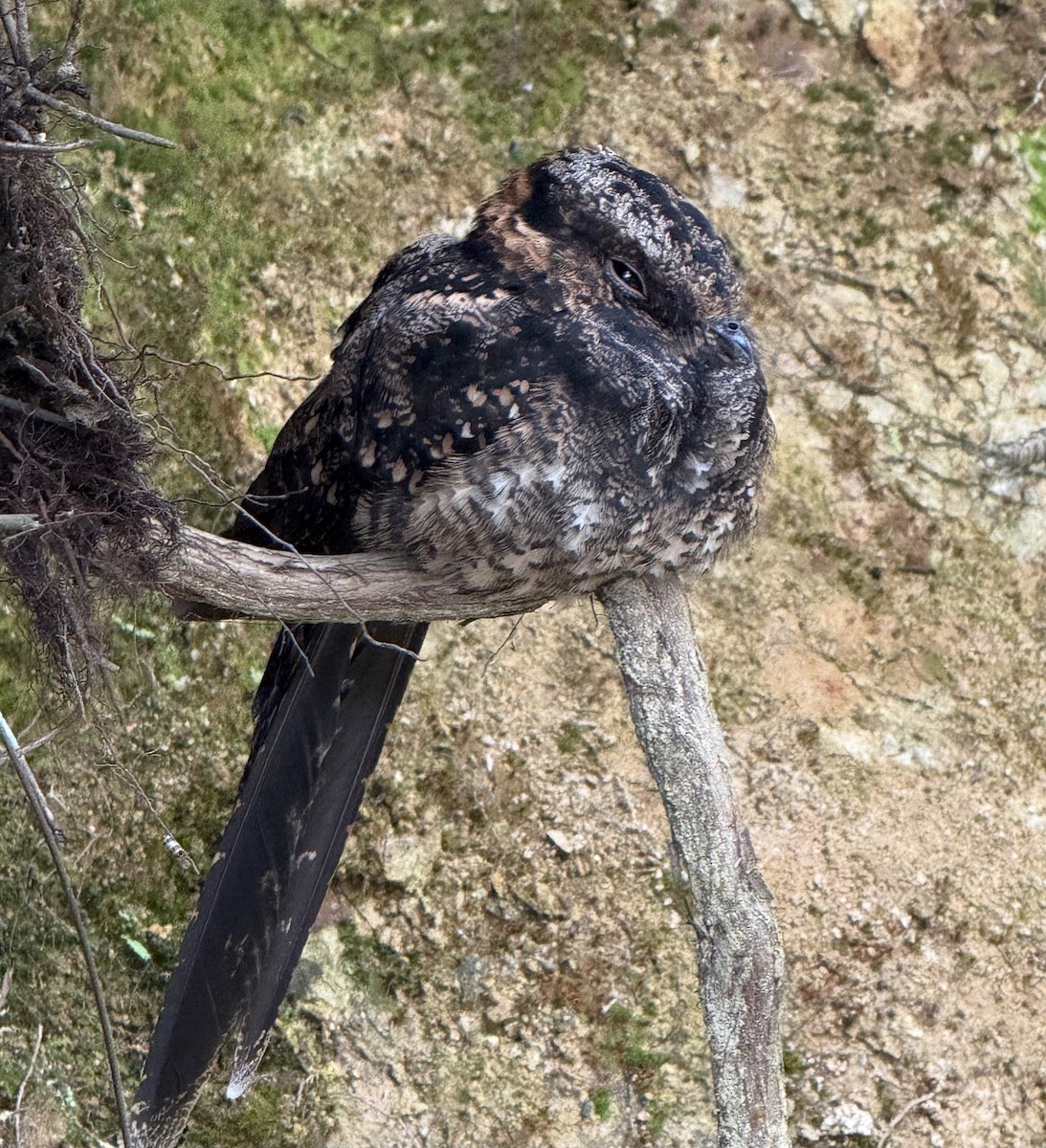 lelek lyroocasý - ML642604251