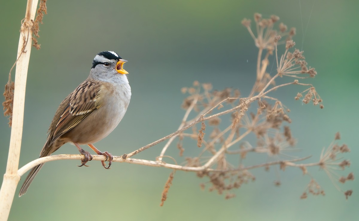 White-crowned Sparrow (pugetensis) - ML642604261