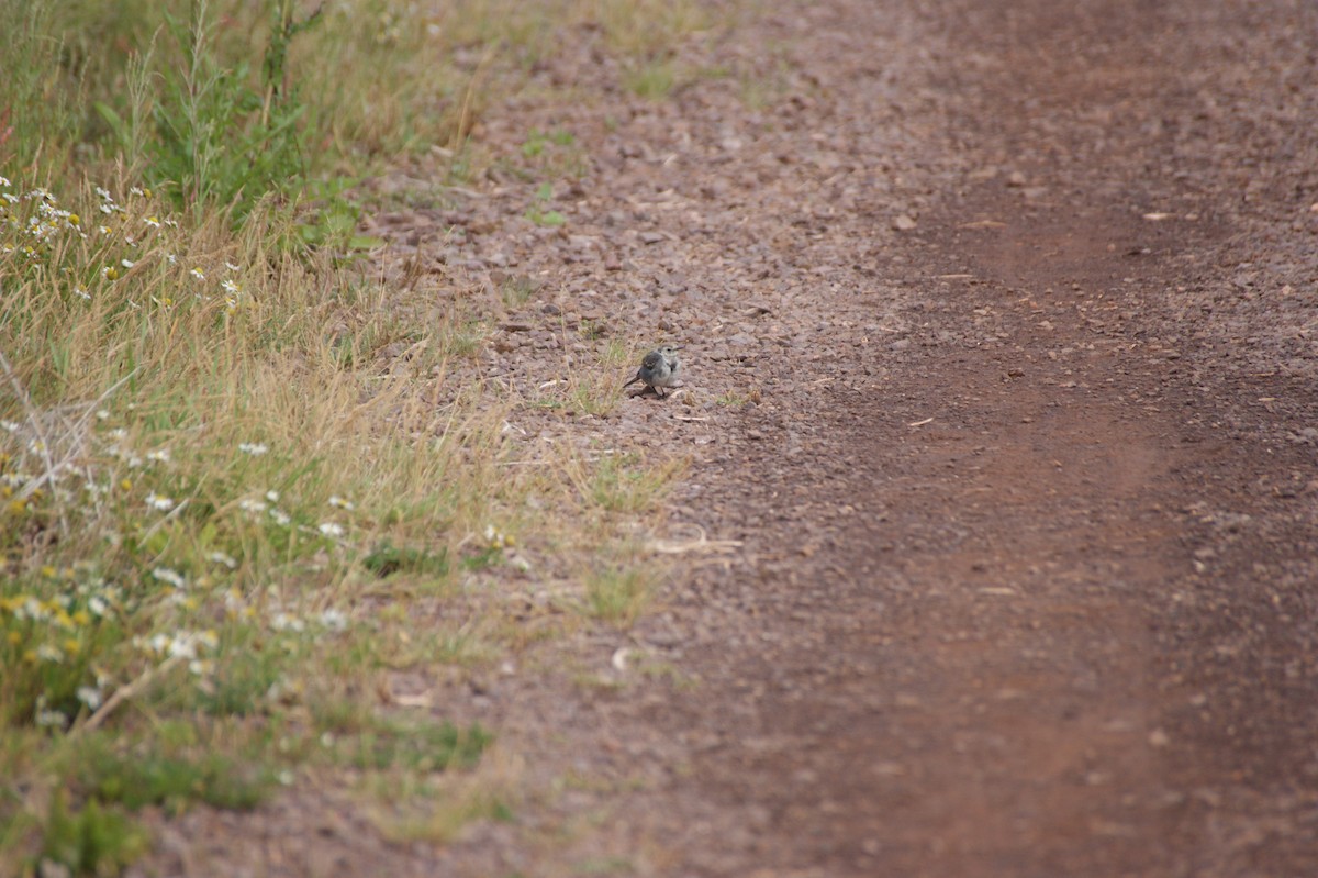 White Wagtail (British) - ML642604279