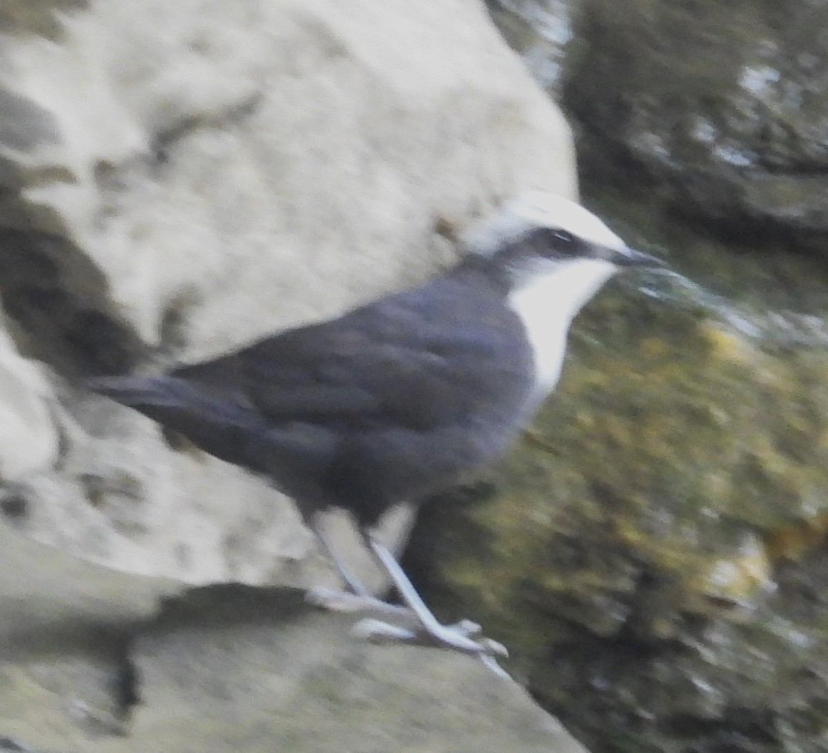 White-capped Dipper - ML642604284