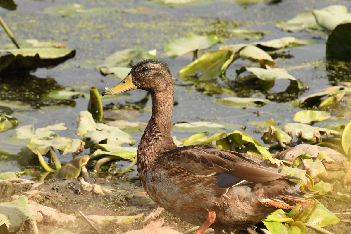 Canard colvert - ML642604299