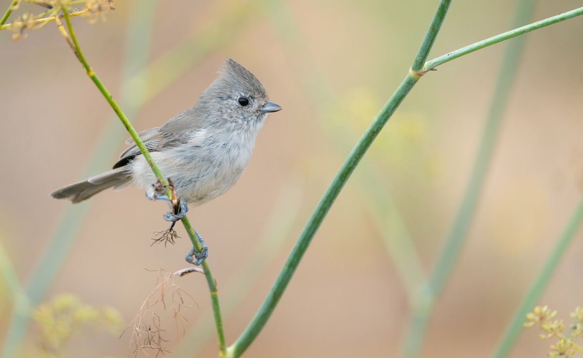 Oak Titmouse - ML642604317