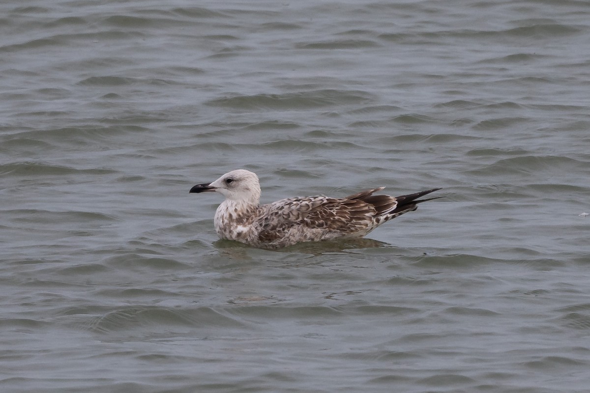 Caspian Gull - ML642604322
