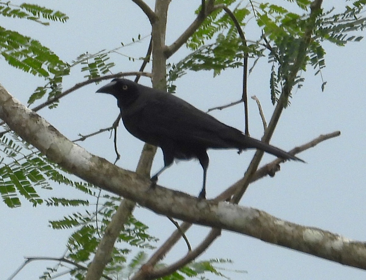 Giant Cowbird - ML642604323