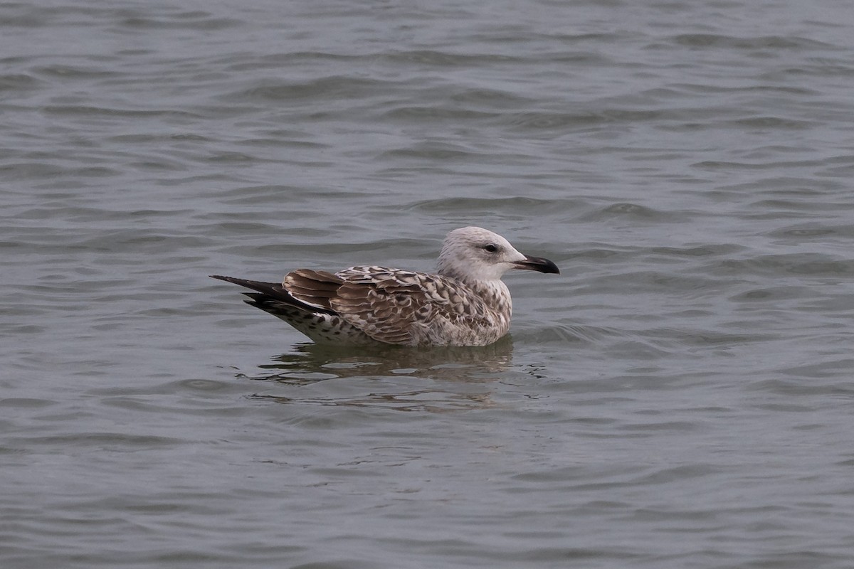 Caspian Gull - ML642604331