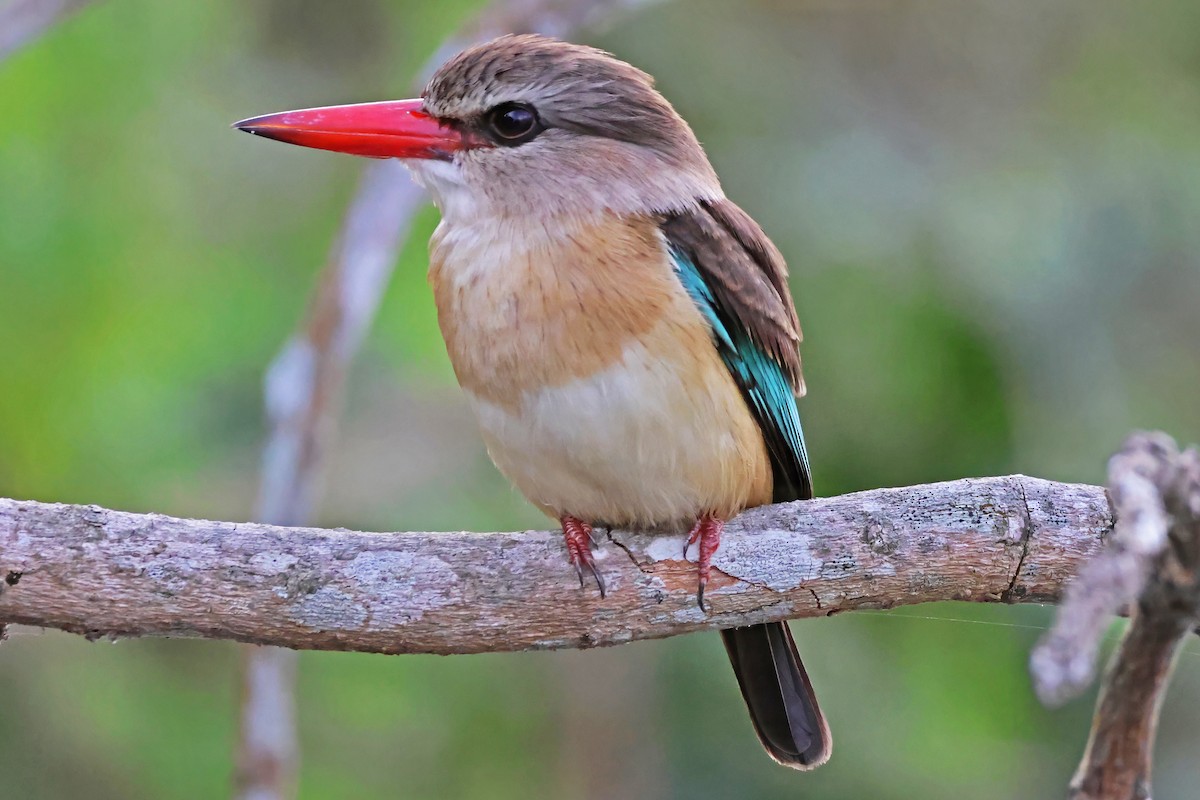 Brown-hooded Kingfisher - ML642604333