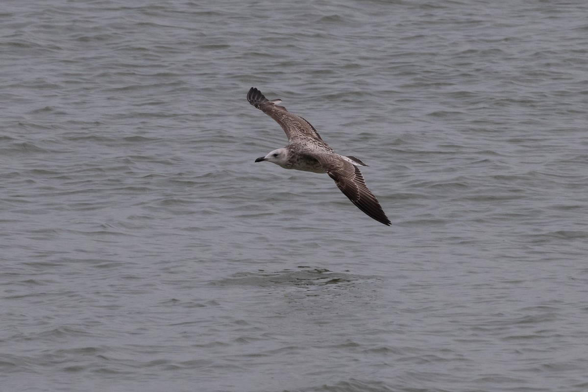 Caspian Gull - ML642604342