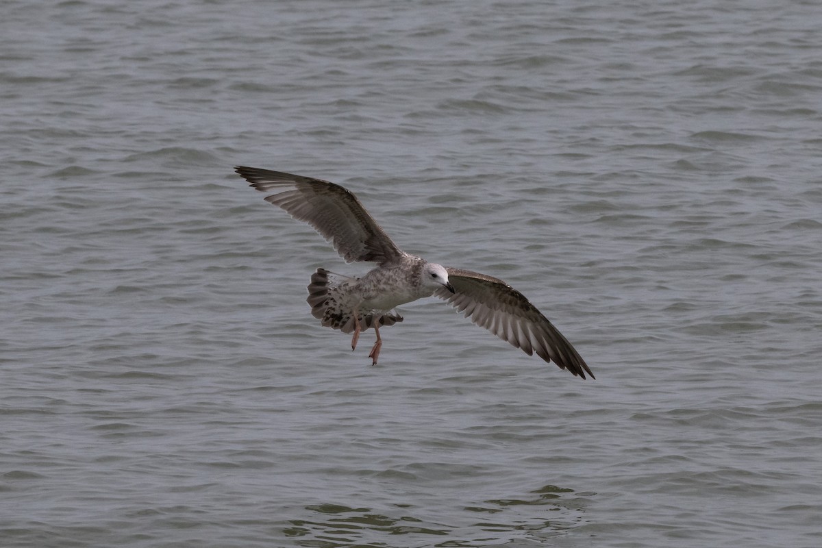 Caspian Gull - ML642604352