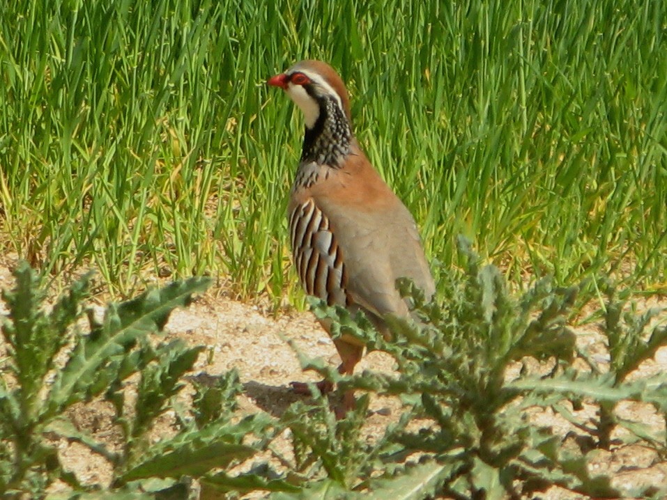 Red-legged Partridge - ML642604360