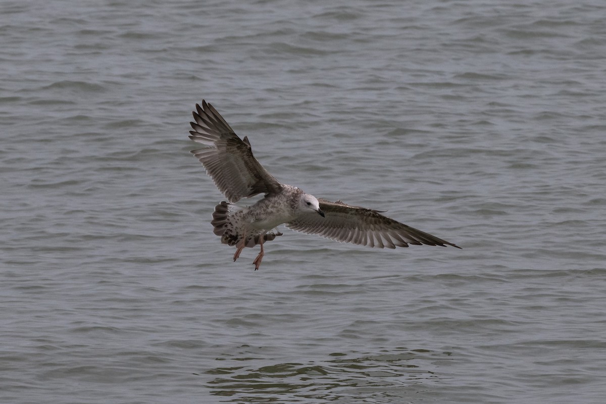 Caspian Gull - ML642604361
