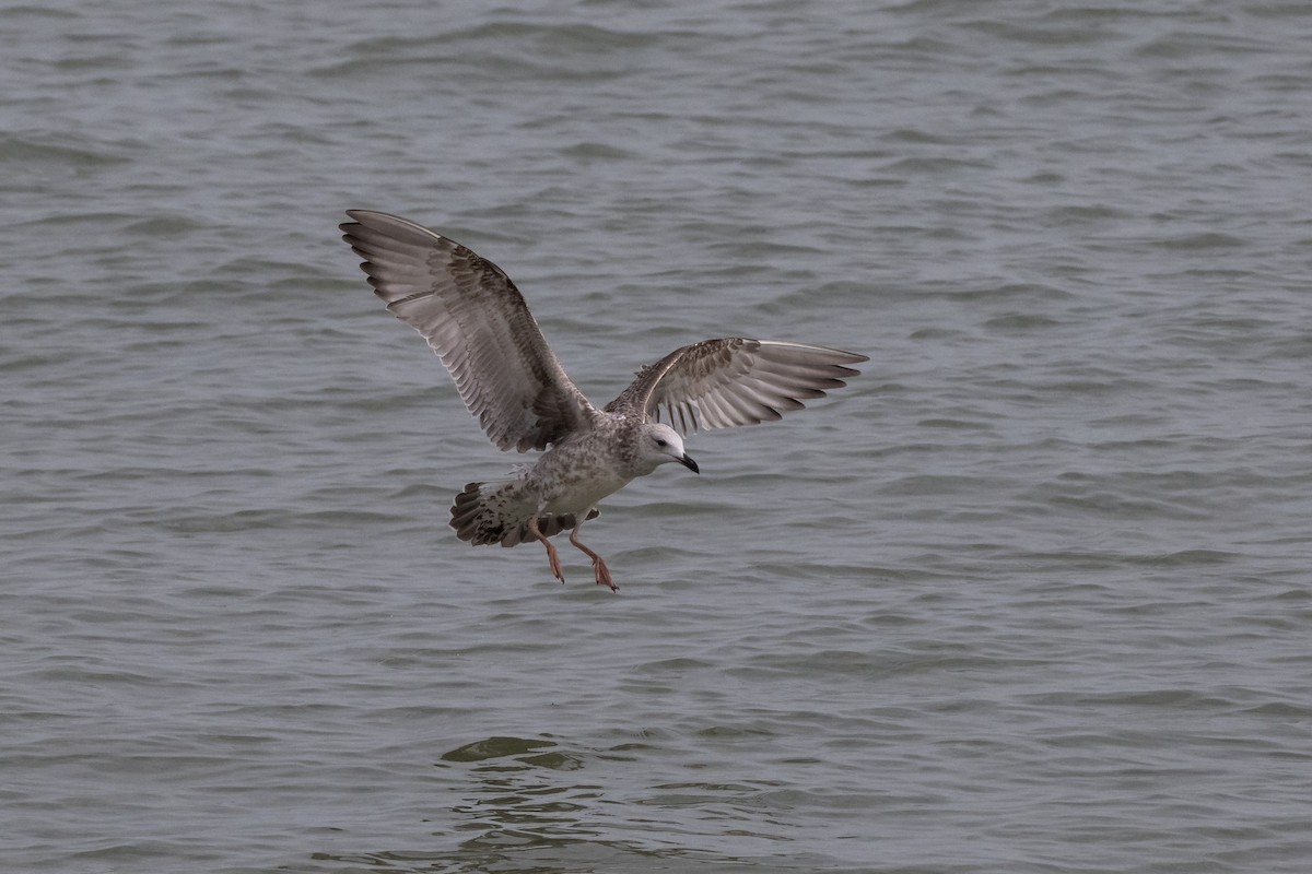 Caspian Gull - ML642604371