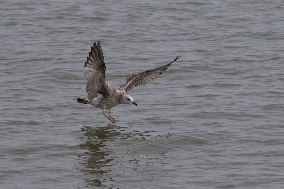 Caspian Gull - ML642604386