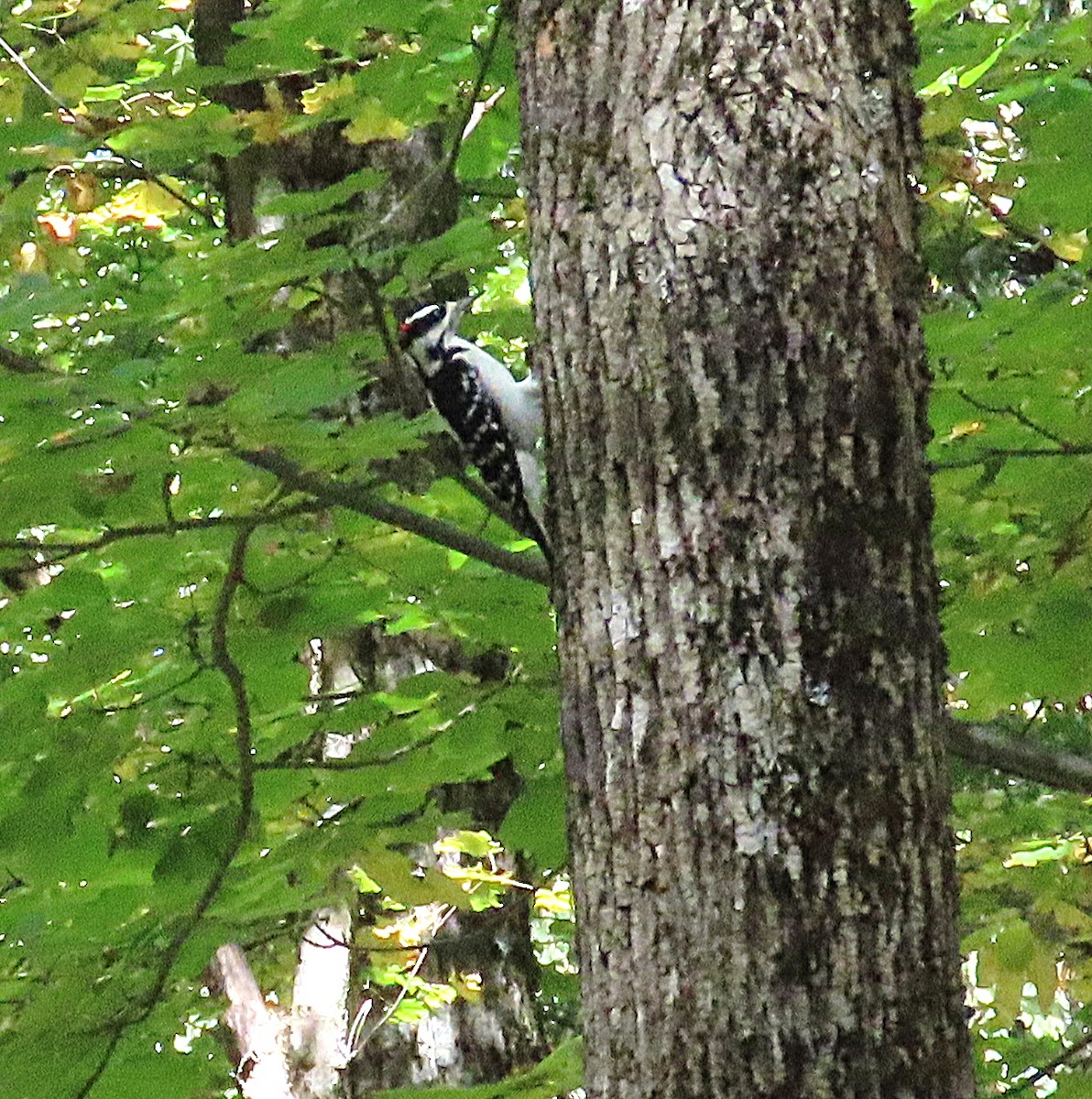 Hairy Woodpecker - ML642604390