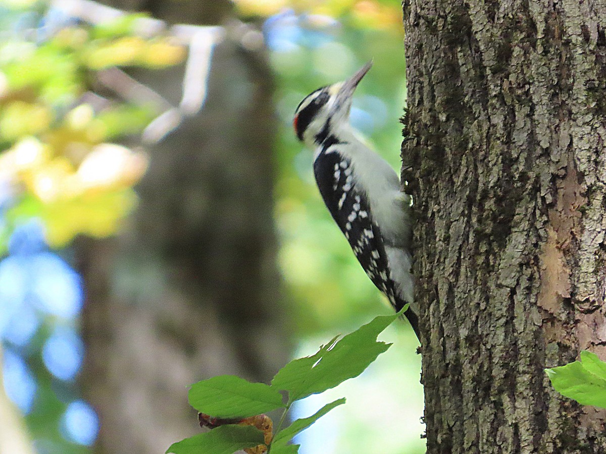 Hairy Woodpecker - ML642604391