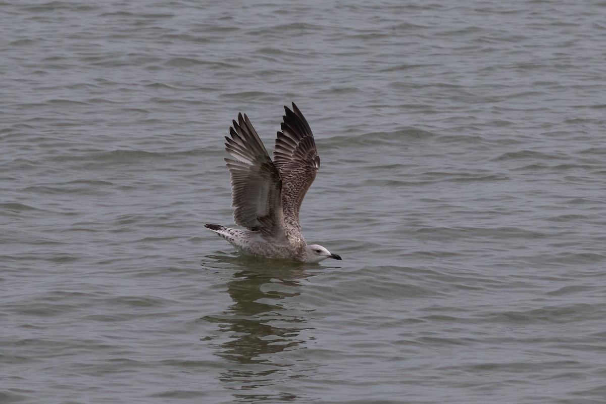 Caspian Gull - ML642604392