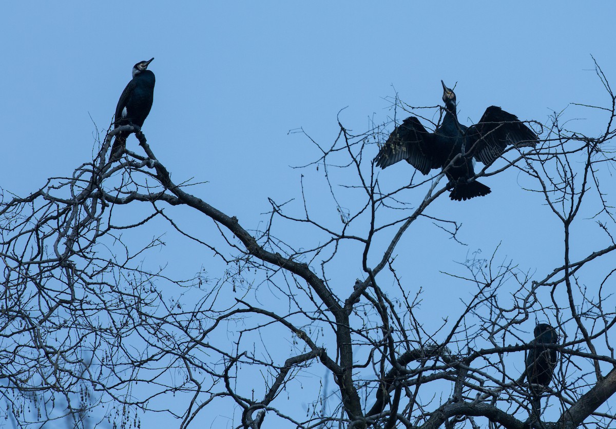 Great Cormorant - ML642604400