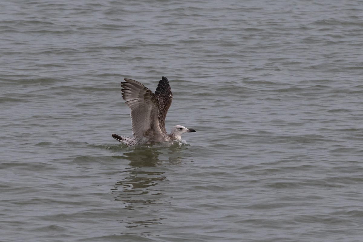 Caspian Gull - ML642604403