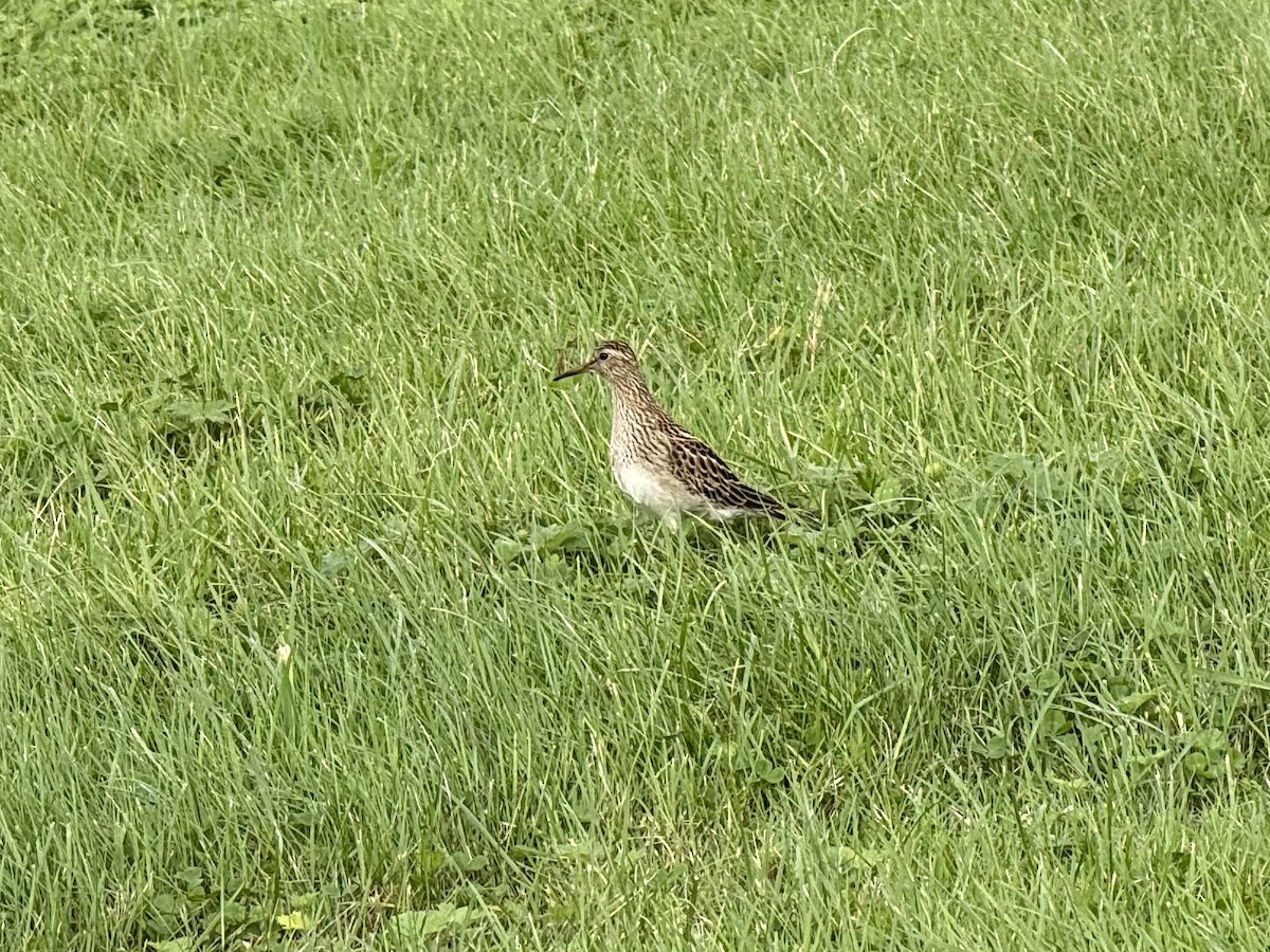 Pectoral Sandpiper - ML642604405