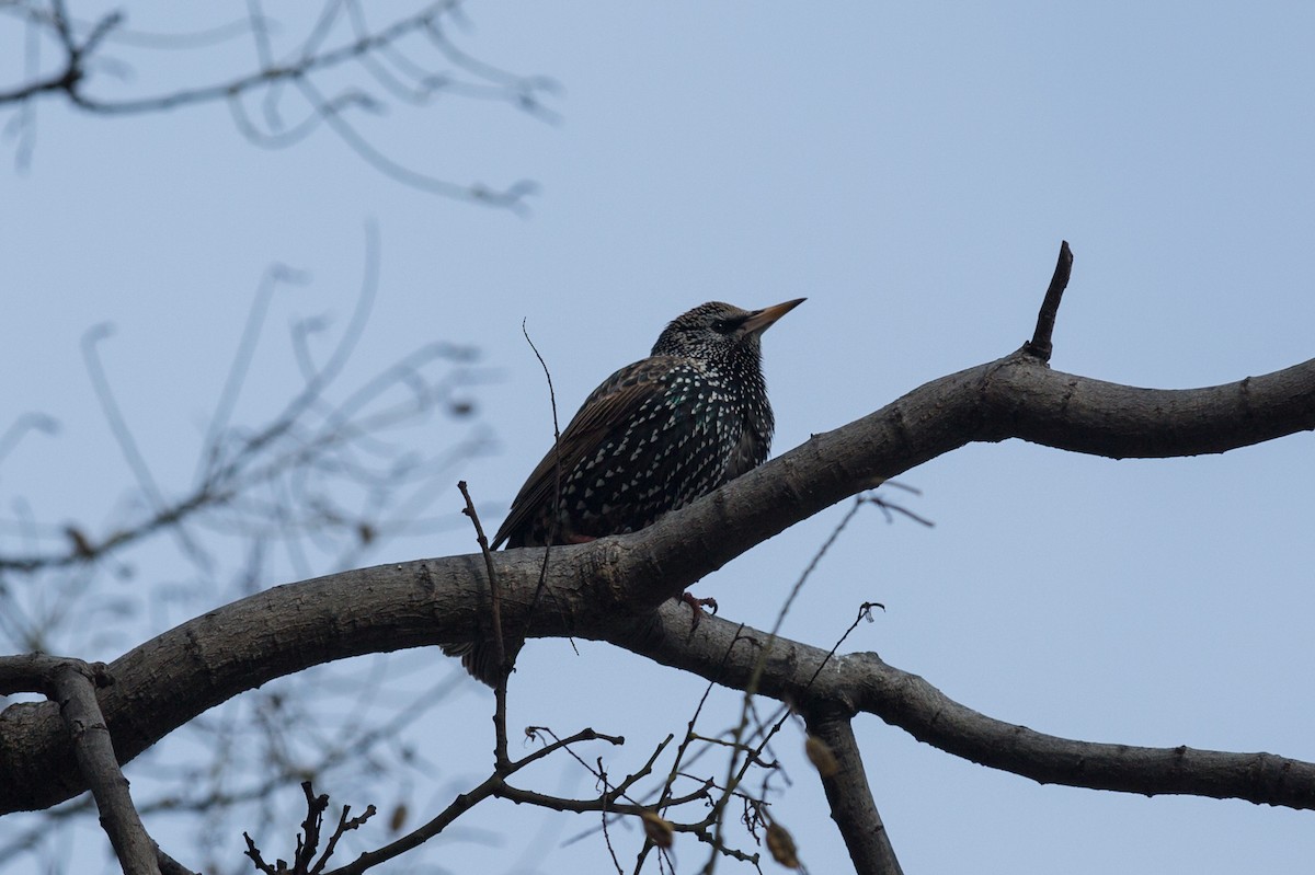 European Starling - ML642604409