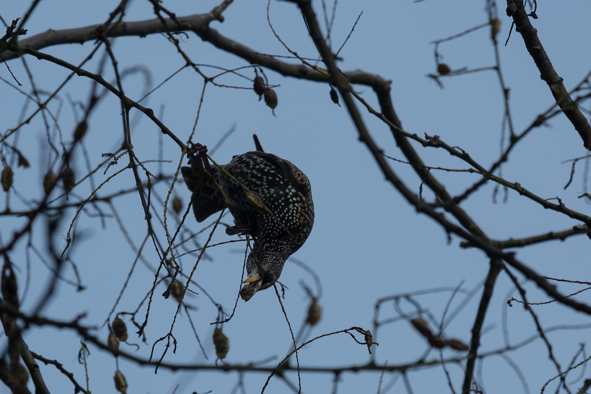 European Starling - ML642604410