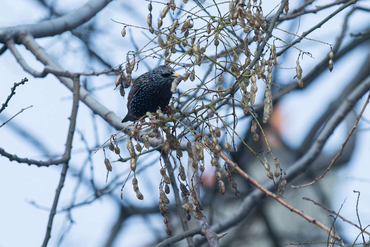 European Starling - ML642604411
