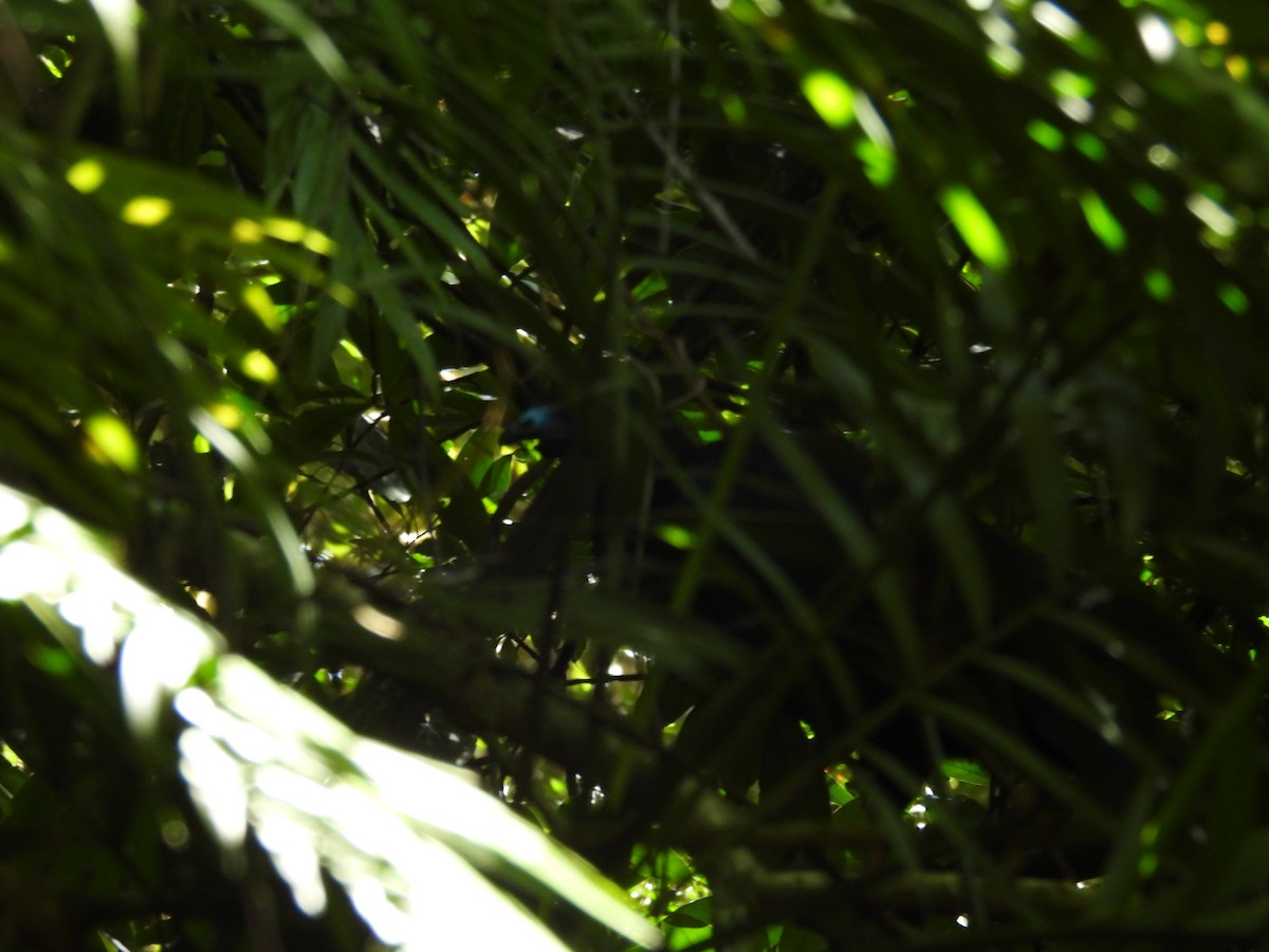 Black Guan - ML642604422