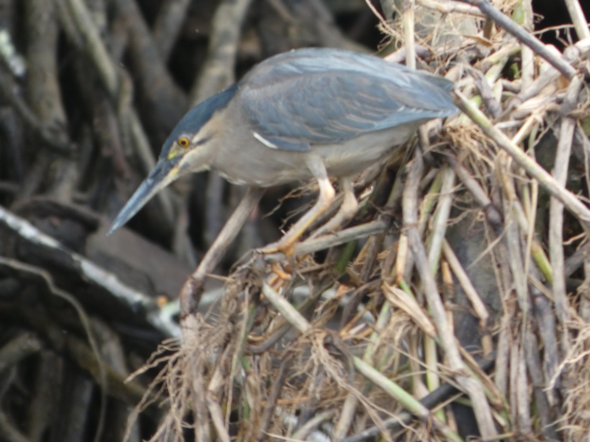 krabbehegre (atricapilla gr.) - ML642604496