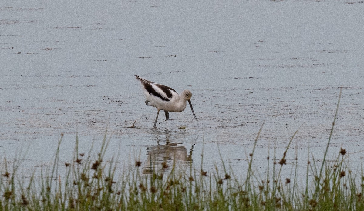 American Avocet - ML642604500