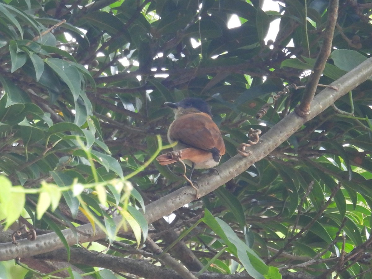 Rose-throated Becard - ML642604512