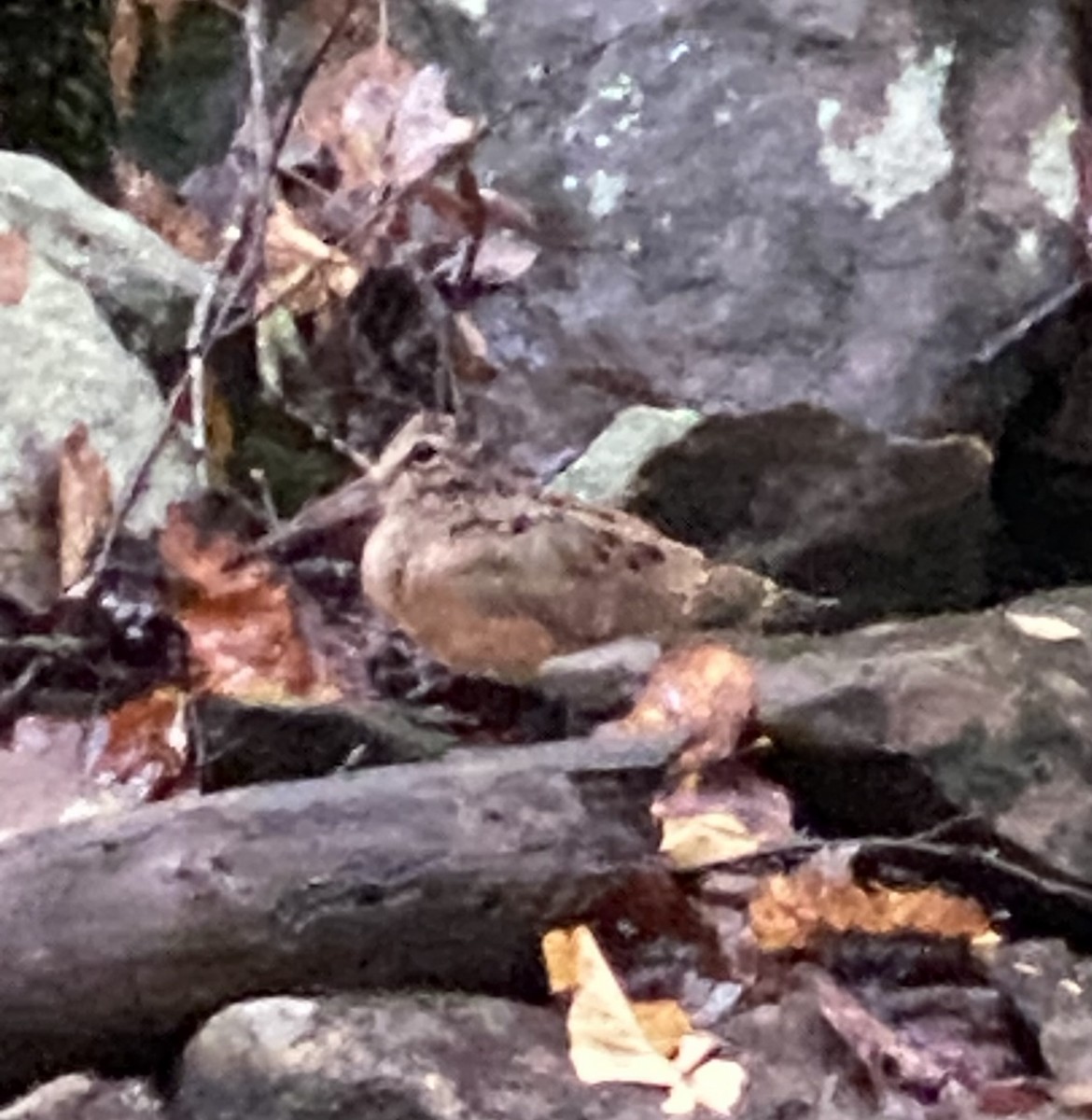 American Woodcock - ML642604531