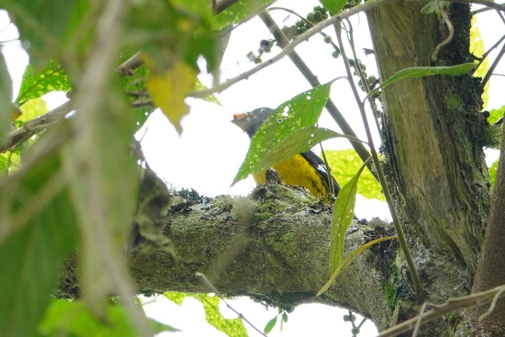 Black-backed Grosbeak - ML642604537
