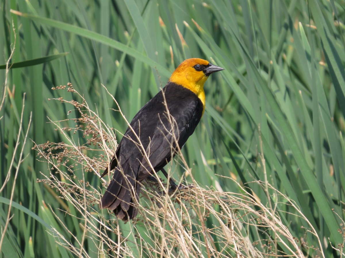 Yellow-headed Blackbird - ML642604585