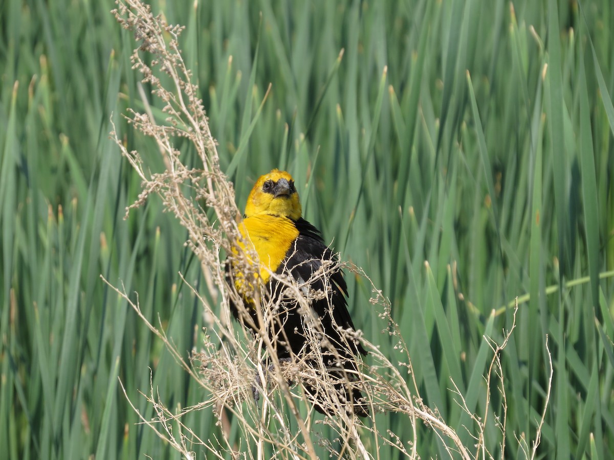 Yellow-headed Blackbird - ML642604587