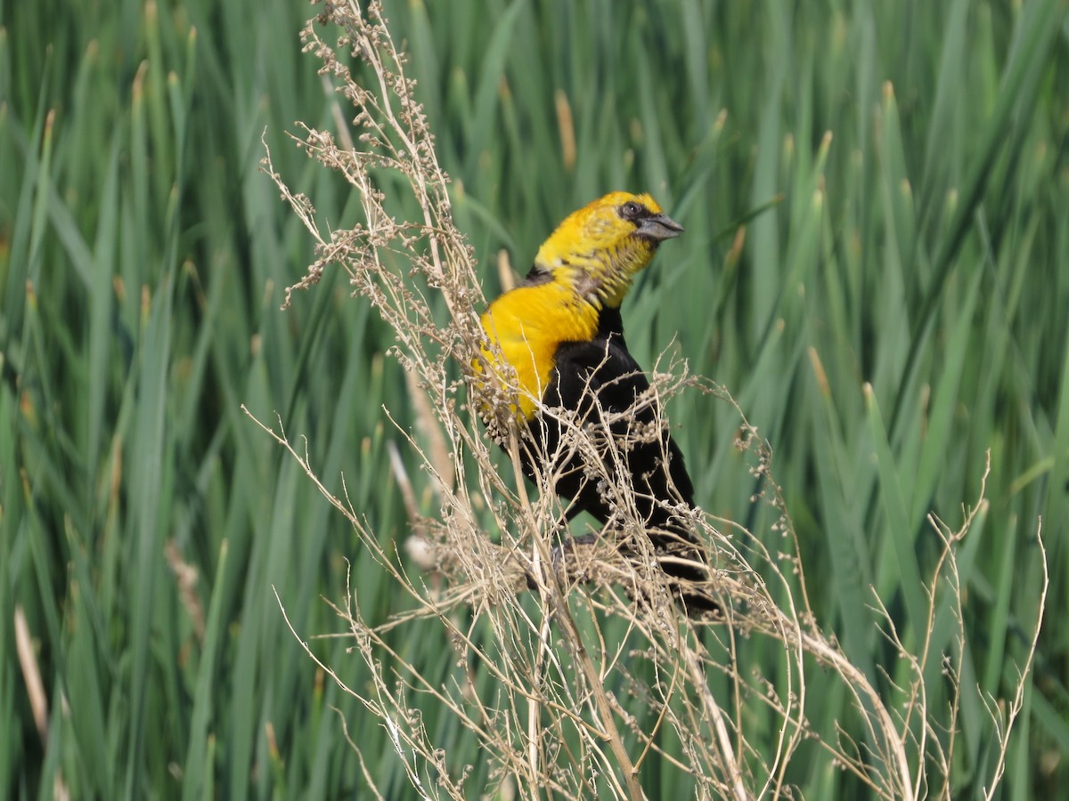 Yellow-headed Blackbird - ML642604590