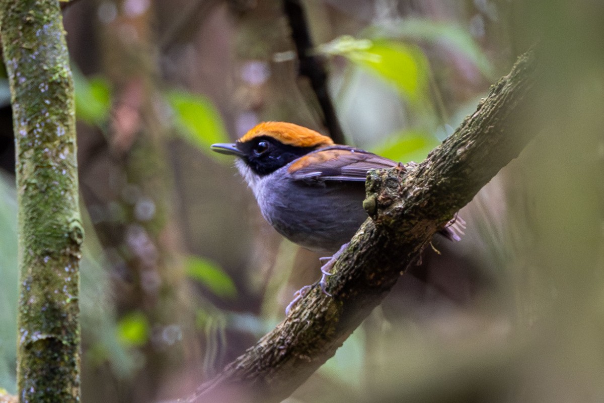 Black-cheeked Gnateater - ML642604607