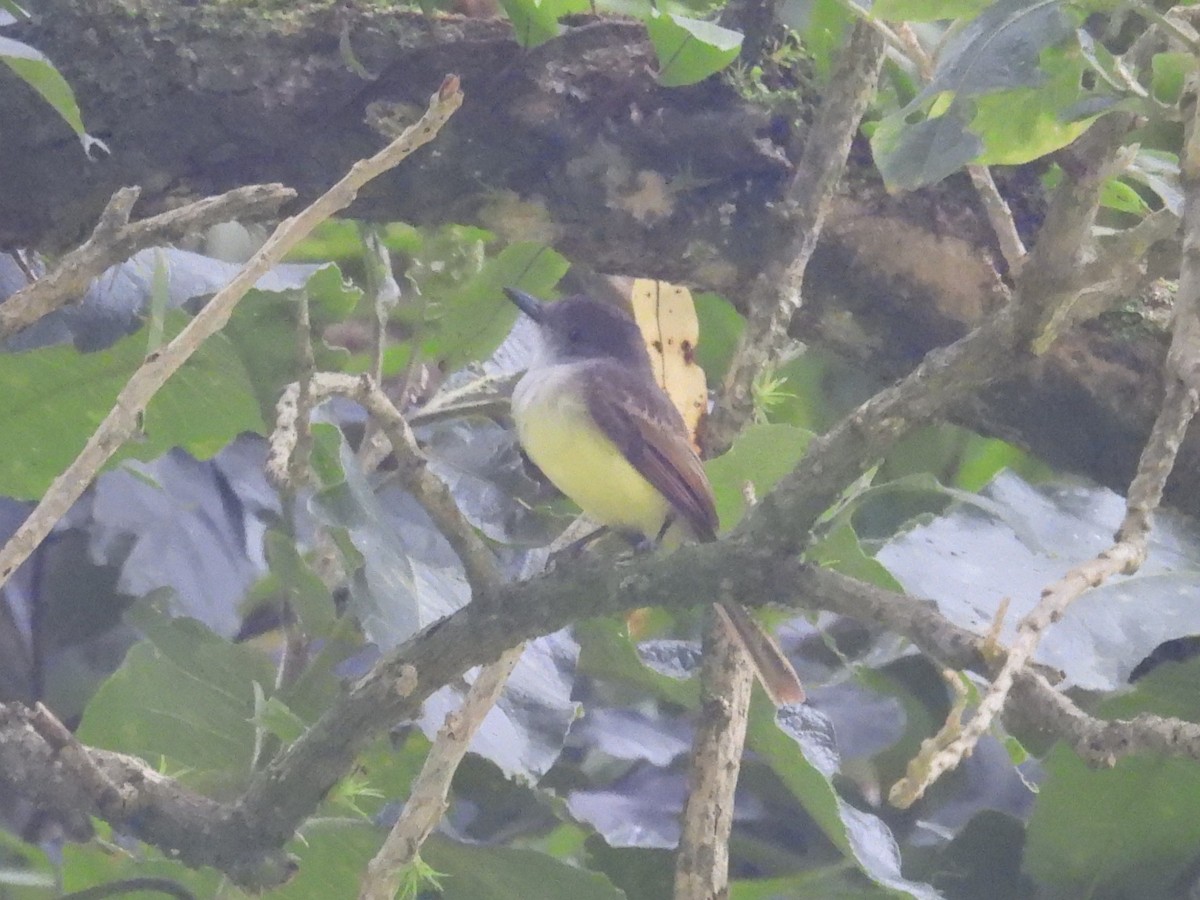 Dusky-capped Flycatcher - ML642604633