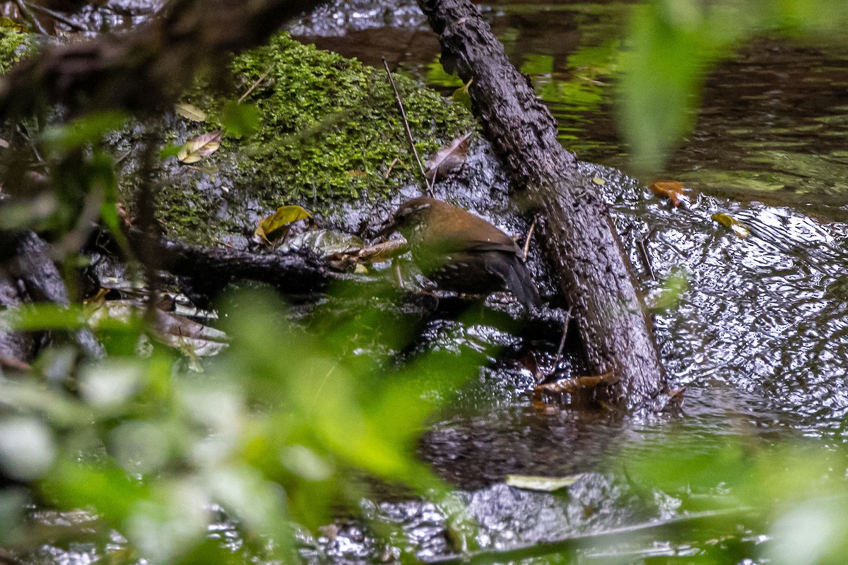Sharp-tailed Streamcreeper - ML642604646