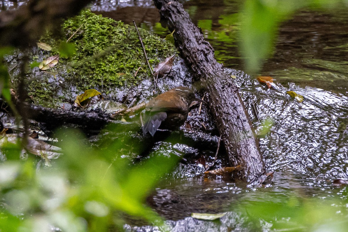 Sharp-tailed Streamcreeper - ML642604647