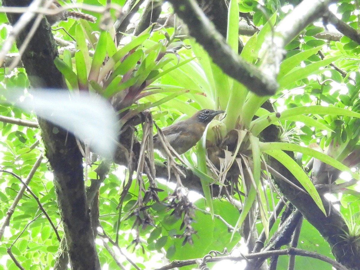 Rufous-breasted Wren - ML642604648