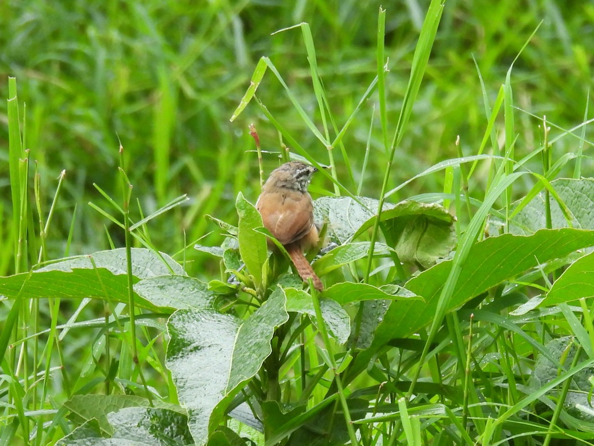 Cabanis's Wren - ML642604660