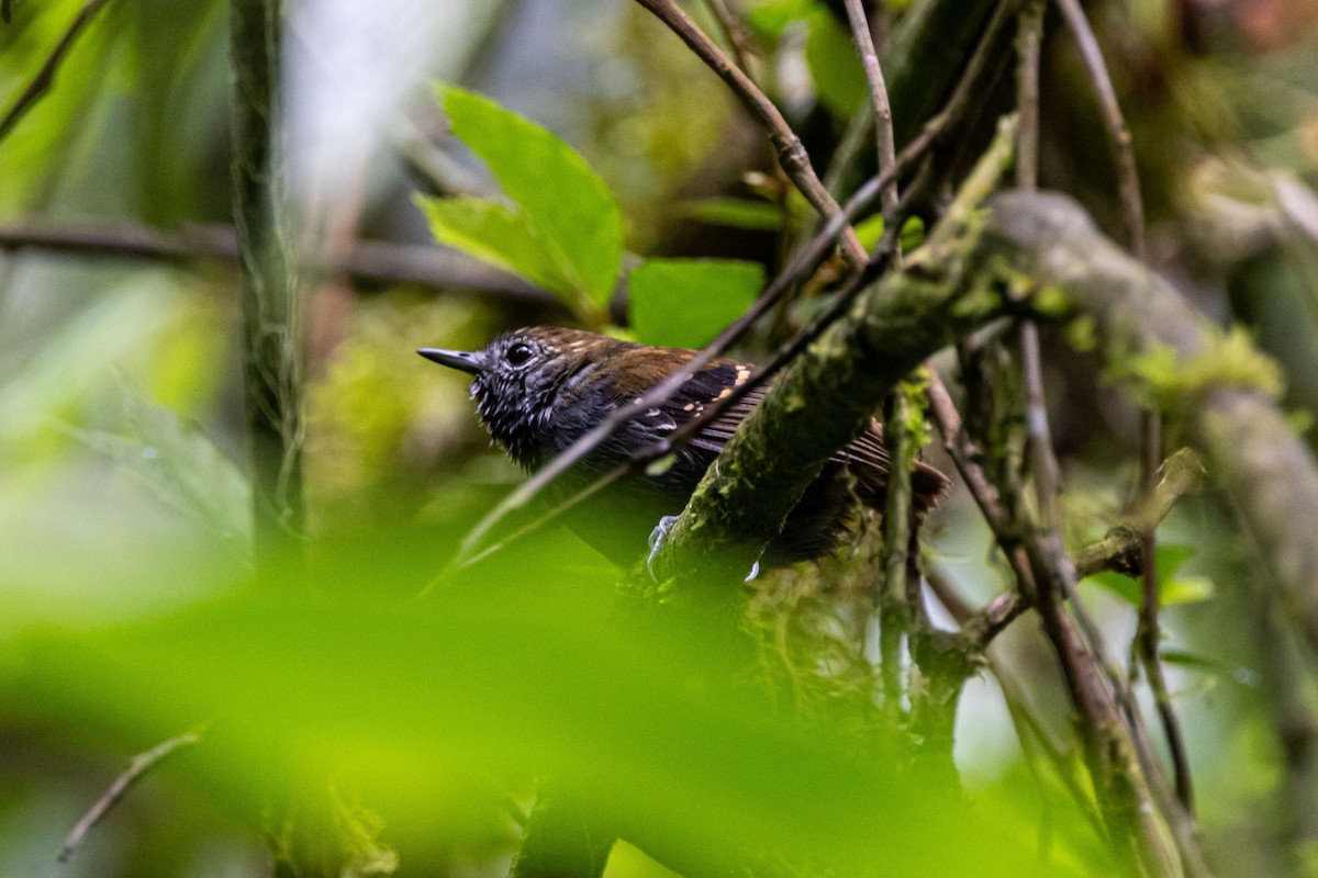 Star-throated Antwren - ML642604679