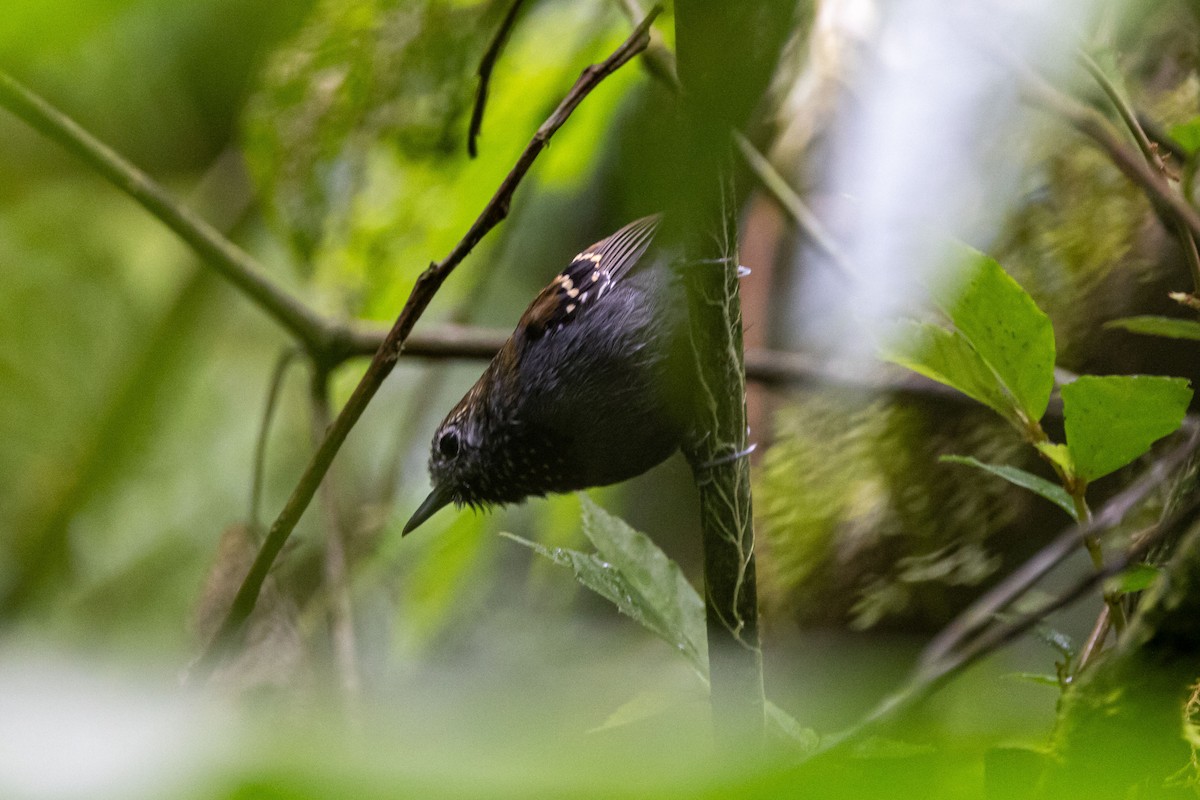 Star-throated Antwren - ML642604680