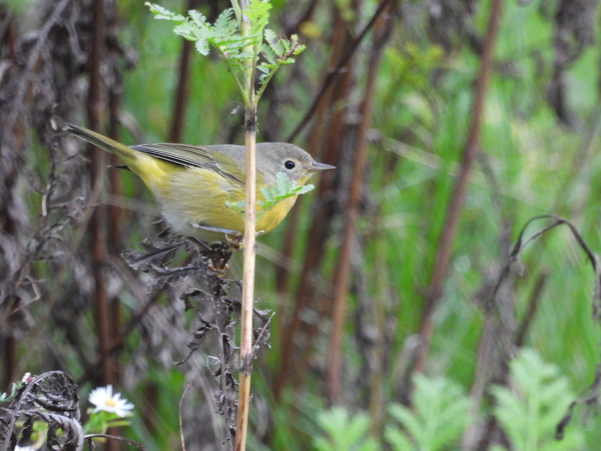 Nashville Warbler - ML642604683