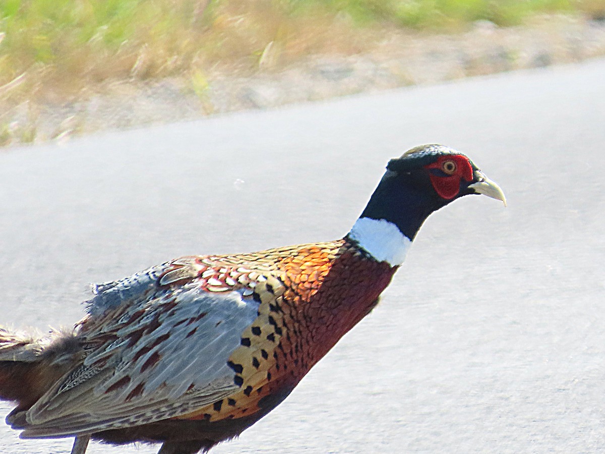 Ring-necked Pheasant - ML642604687